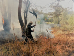 У Васильківському районі горіла лісова підстилка