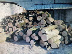 На Білоцерківщині посадовець обманув людей, щоб вирубати дерева