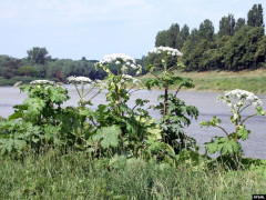На Вишгородщині виявили небезпечну отруйну рослину (ФОТО)