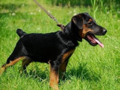 В Ірпені чоловік натравив свого мисливського пса на бездомного собаку (ВІДЕО)