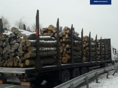 Під Києвом патрульні зупинили чоловіка, який перевозив деревину без документів