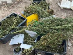 Мешканець Білогородки ховав на горищі канабіс