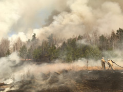 Весняні пожежі у Зоні відчуження "рознесли" радіацію на значні відстані