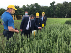 Миронівський інститут пшениці створив 320 сортів сільськогосподарських рослин (ФОТО)