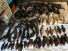 На Київщині в межах операції "Нерест" виявили 1500 тонни незаконно виловленої риби (ФОТО)