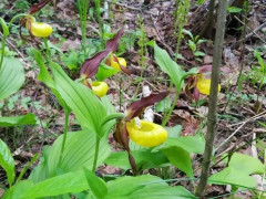 У Клавдіївському лісі розцвіла червонокнижна орхідея (ФОТО)