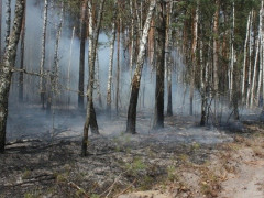 Зеленський подякував рятувальникам, які боролися з пожежами у зоні ЧАЕС