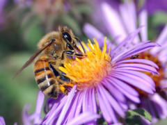 Власників пасік у Студениківській ОТГ просять перевезти бджіл у безпечне місце