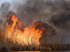 Вогонь загрожував будинкам: у Кагарлику та Панікарчі горіла трава