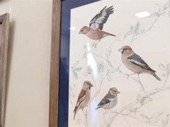 У Фастові відкриється благодійна виставка картин "Птахи України"