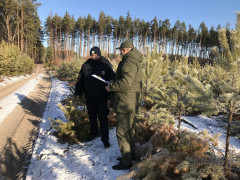 Працівники ДП "Іванківський лісгосп" ловитимуть ялинкових браконьєрів