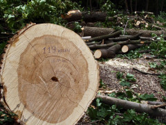 На Сквирщині за незаконну порубку дерев зловмисникам загрожує до п’яти років позбавлення волі