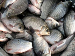 На Київщині рибоохоронний патруль вилучив 26 кілограмів риби (ФОТО)
