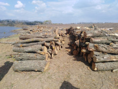 На Богуславщині орендар незаконно вирубував дерева (ФОТО)
