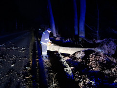 На Бородянщині дерево на декілька годин перекрило рух транспорту