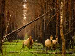 Чорнобильський заповідник долучився до Глобальної інформаційної платформи даних із біорізноманіття
