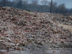З птахофабрики на Вишгородщині вантажівками вивозять нечистоти прямо в поле (ВІДЕО)