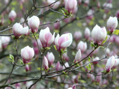 Погода на Київщині та у столиці 10-го квітня