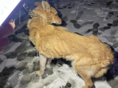 На Вишгородщині власниця притулку мучила собак (ФОТО)