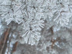 Погода для жителів Київщини на 14-те грудня