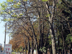 У Борисполі вдруге зацвіли каштани