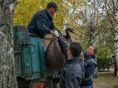 У Борисполі приберуть листя