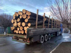 На Сквирщині чоловік незаконно вирубав дерев на 300 тис грн