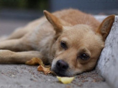 В Ірпені школярки врятували безпритульного пса від удушення (ФОТО)