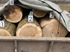 На Київщині спиляні дерева можуть дорого обійтися трьом чоловікам