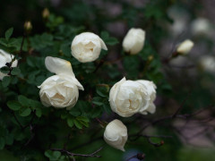 У Славутичі висадять білі троянди до роковин Чорнобильської катастрофи