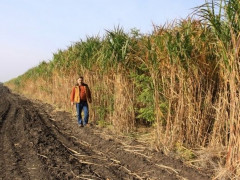 У Васильківському районі росте слонова трава (ВІДЕО)