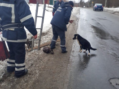 На Київщині пожежники продовжують рятувати тварин 