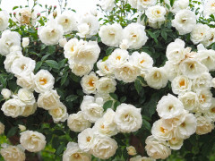 У Славутичі висадили 200 кущів символічних білих троянд
