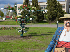 Вулиці та парки Миронівки прикрасили яскравими квітами (ФОТО)