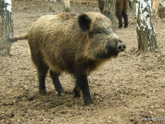 На території Кагарлицького району виявили африканську чуму