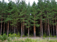 В Іванківському районі землі лісового фонду незаконно потрапили в приватну власність