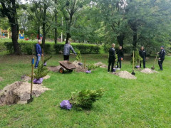 В Іванкові висадили понад 400 дерев