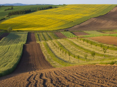 На Фастівщині незаконно привласнили землі майже на 35 млн грн