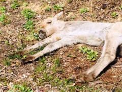 У Чорнобильській зоні врятували дитинча унікальної тварини (ФОТО)