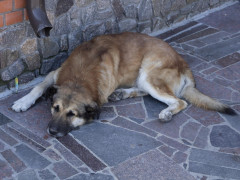 У Броварах до кінця року будуть відловлювати та стерилізувати безпритульних собак