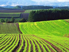 На Васильківщині поліція запобігає банкрутству СВК "Новоселицький" (ФОТО)