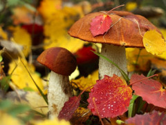 Прогноз погоди для мешканців Київщини на 30-те вересня