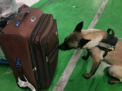 У "Борисполі" собака виявив у китайця снайперський приціл (ФОТО)