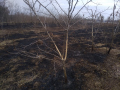 Єдиний в Обухові ландшафтний заказник згорів (ФОТО)