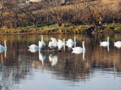 Десятки лебедів уподобали Бучу для зимівлі (ФОТО)