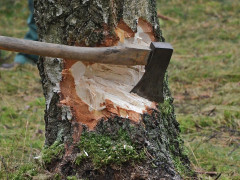 На Миронівщині зловмисник зрубав 11 дерев на 70 тис грн