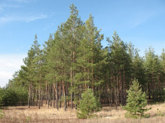 Матір Сенниченка викликали до суду по справі з розкрадання лісу на Бородянщині