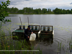 У Чорнобилі задля досліджень рибу посадили в клітку (ФОТО)