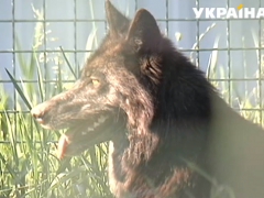 У зоопарку "Дванадцять місяців" з'явився на світ виводок канадських вовків (ФОТО)