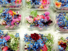 На Бориспільщині почали вирощувати незвичайну нішову продукцію